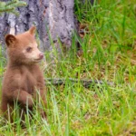 Bear Cub Dream Meaning