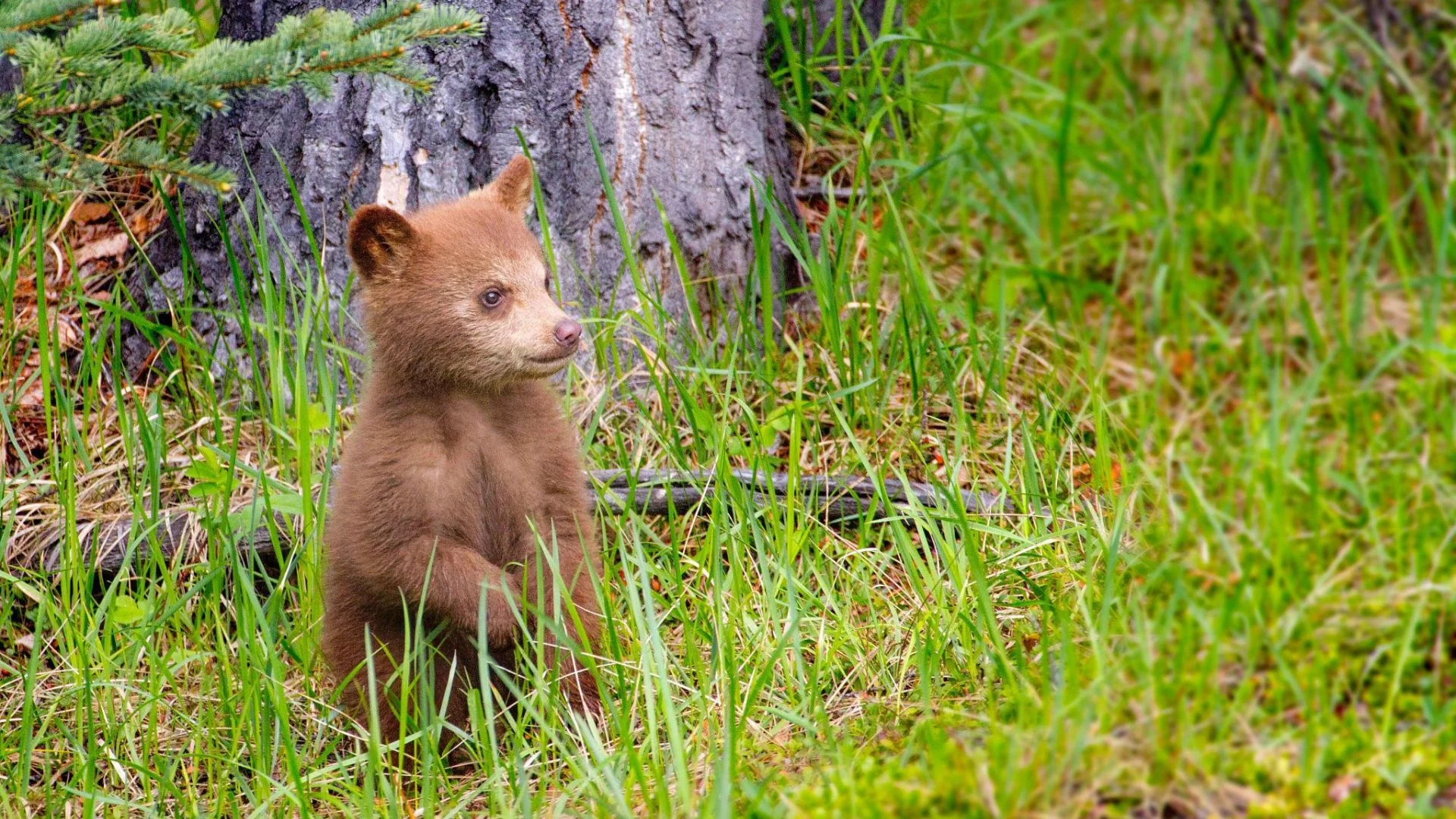 Bear Cub Dream Meaning