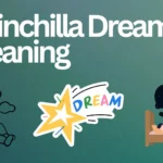 Chinchilla Dream Meaning